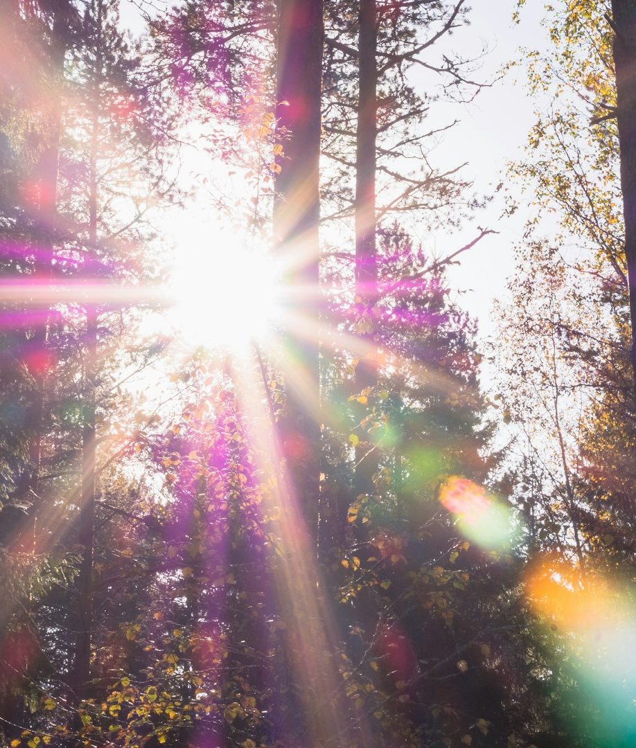Sonnenlicht durch Bäume 